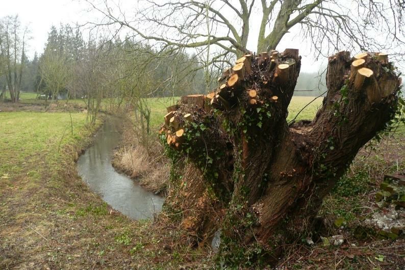 Nettoyage des berges